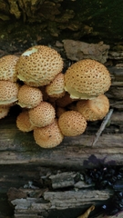 Pholiota