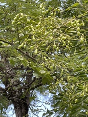 Styphnolobium