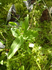 Epipactis