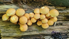 Pholiota