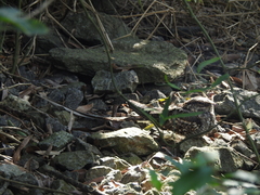 Hydropsalis torquata