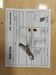 Marasmius fulvoferrugineus