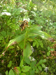 Epipactis