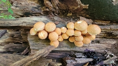Pholiota