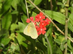 Colias lesbia