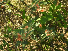 Sphaeralcea bonariensis