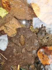 Dubitogomphus bicornutus