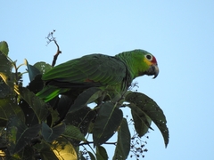 Amazona autumnalis