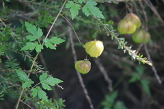 Cardiospermum halicacabum