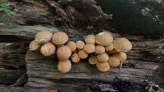 Pholiota