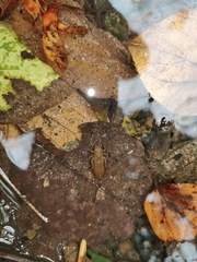 Dubitogomphus bicornutus