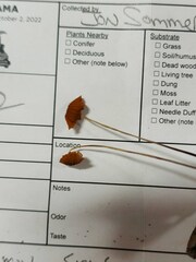 Marasmius fulvoferrugineus