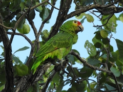 Amazona autumnalis