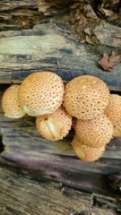 Pholiota