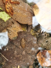 Dubitogomphus bicornutus