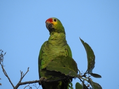 Amazona autumnalis