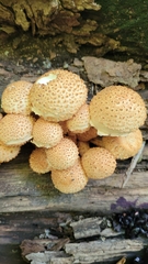 Pholiota