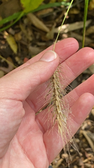 Elymus villosus
