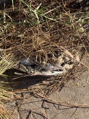 Streptopelia decaocto