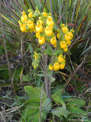 Calceolaria corymbosa