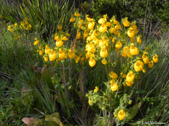 Calceolaria corymbosa