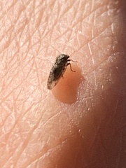 Pachypsylla celtidisvesicula