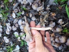 Candolleomyces