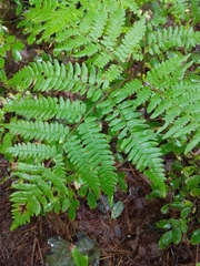 Pteridium aquilinum latiusculum