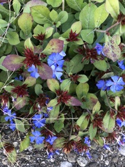 Ceratostigma