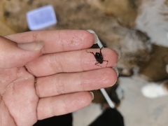 Macromia beijingensis