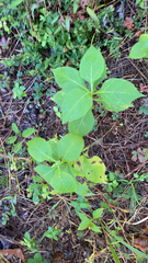 Triosteum aurantiacum