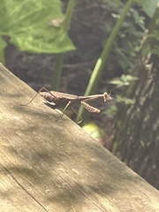Stagmomantis
