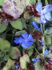 Ceratostigma