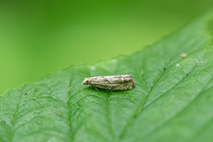 Eucosma aemulana