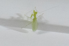 Tropidomantis tenera