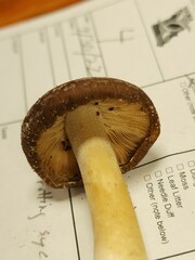 Psathyrella