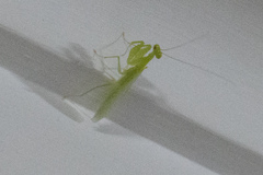 Tropidomantis tenera