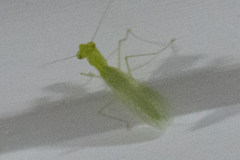 Tropidomantis tenera