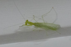 Tropidomantis tenera