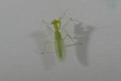 Tropidomantis tenera