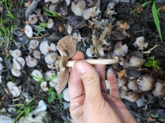 Candolleomyces