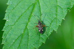 Closterotomus biclavatus