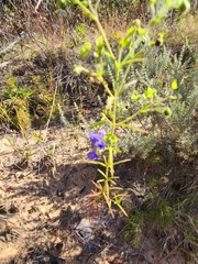 Trichostema setaceum