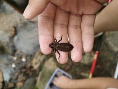Dubitogomphus bicornutus