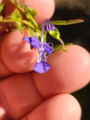 Trichostema setaceum