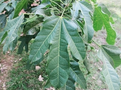Brachychiton acerifolius