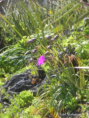 Cistanthe grandiflora