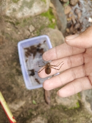 Macromia beijingensis