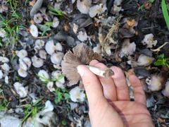 Candolleomyces