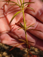 Trichostema setaceum